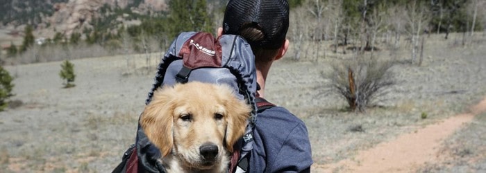 Résilier une mutuelle pour animaux Carrefour Assurance