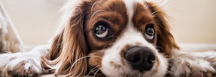 resilier une mutuelle animaux santevet